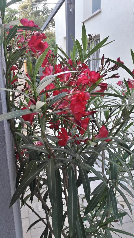 זאדאר Apartments Rotiroti מראה חיצוני תמונה